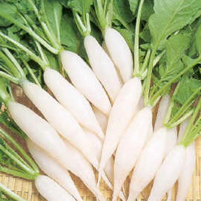 MKR Enterprises Radish Seed(200 per packet)