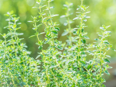 CYBEXIS LX-81 - Thyme German Winter - (1350 Seeds) Seed(1350 per packet)