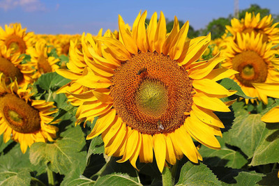 CYBEXIS ATS-84 - Sunflower (Helianthus annuus) - (450 Seeds) Seed(450 per packet)