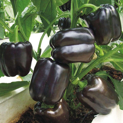 KNESSiN Capsicum Black Seed(50 per packet)