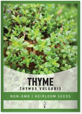 CYBEXIS PUAS-60 - Winter Thyme - (1350 Seeds) Seed(1350 per packet)