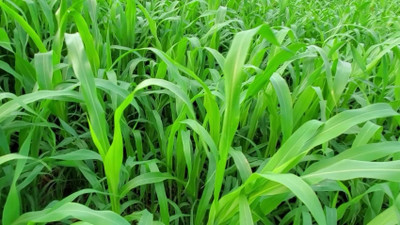 Khushi Prova Original Cow Grass Seed(4000 per packet)