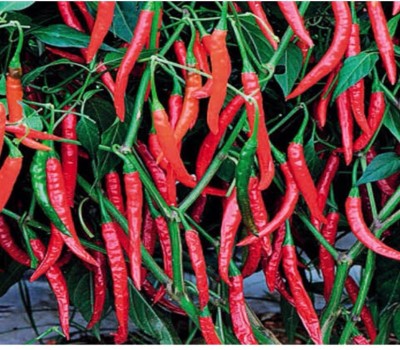 greenfarm NXC- Chilli Seeds/ Mirchi Seeds/ Best Quality, 450 X Seeds,QEF171 Seed(450 per packet)