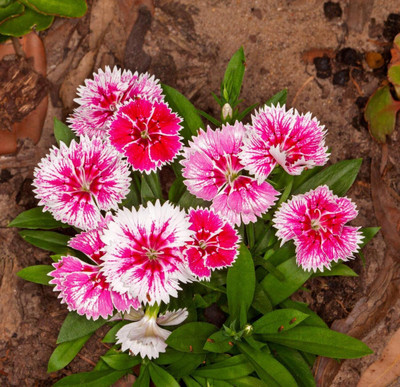 BHUSAN Hybrid Sweet William Double Flower Seed(212 per packet)