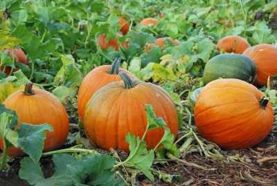 Qualtivate ICRA-3A Buckskin Pumpkin Premium Hybrid Quality Seed(50 per packet)