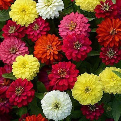 CYBEXIS Zinnia Double ‘Mixed’ F1 Hybrid Flower Seeds Seed(25 per packet)