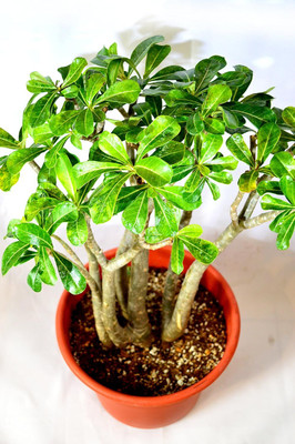 Qualtivate XLR-588 Desert Rose (Adenium Obesum) Fresh Seeds Seed(30 per packet)