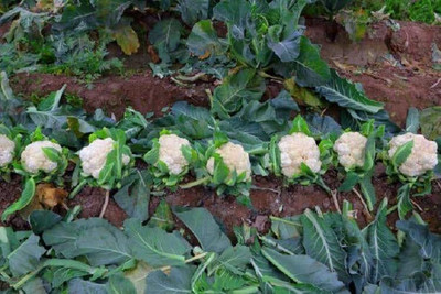 WILLVINE SYN -II Pathfinder Variety Cauliflower [1g, 300 Seeds] Seed(300 per packet)
