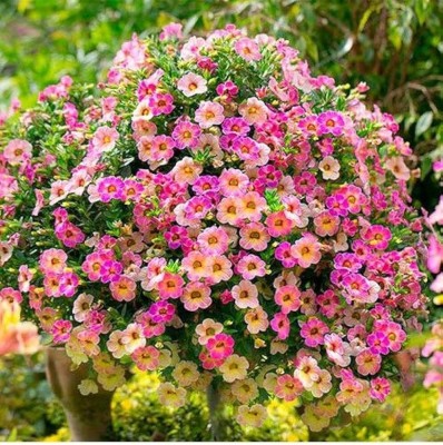 BDSresolve Petunia double mix flower seeds PACK OF 152 Seed(152 per packet)