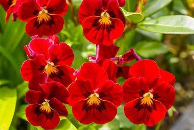 Aywal Pansy Swiss Gaint Mixed Flower Seed(70 per packet)