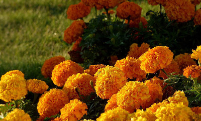 VibeX ® XLR-116 Mexican Marigold Cool Mix Seed(500 per packet)