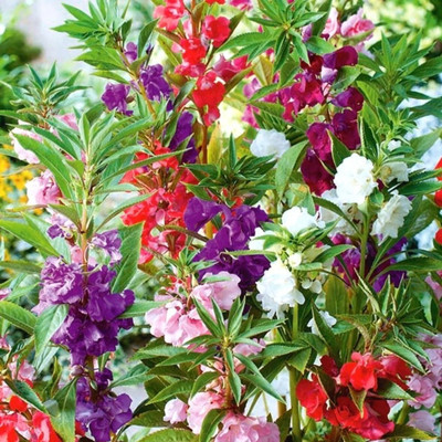 Arshiayat Balsam Flower Plant Seed(42 per packet)