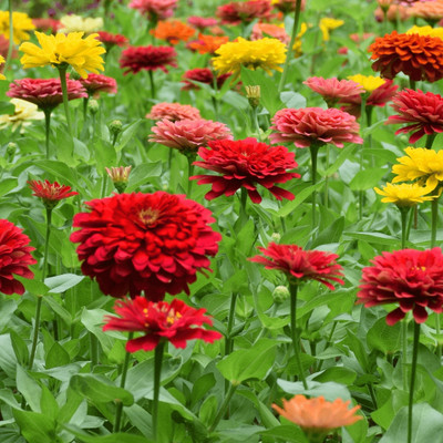 BSARKAR Double zinia flowers seed Seed(30 per packet)