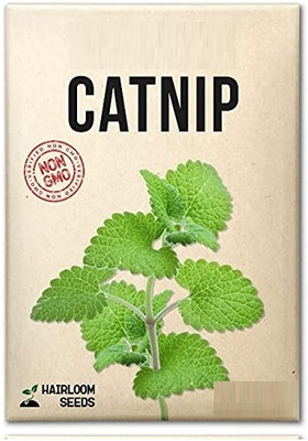 WILLVINE F1 Hybrid Catnip-5000 Seeds Seed(5000 per packet)