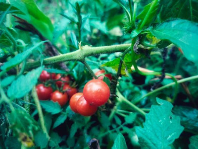NATURAL LIVE tomato Seed(30 per packet)