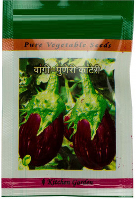CYBEXIS XLL-1 - Non-GMO Brinjal (Eggplant/Vangi) - (1350 Seeds) Seed(1350 per packet)
