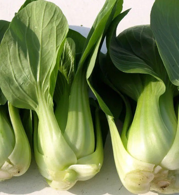 CEZIUS Exotic Vegetables Seeds Canton Pak Choi Seeds - Chinese Cabbage Seed(100 per packet)