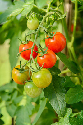 SEATERN tomato Seed(90 per packet)