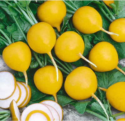 VibeX LX-98 - Radish Golden Helios (Yellow) - (750 Seeds) Seed(750 per packet)