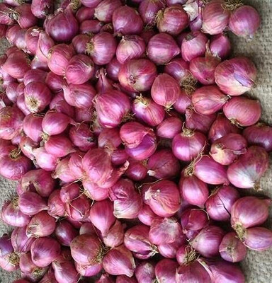 CRGO ONION , PYAAZ Seed(75 per packet)
