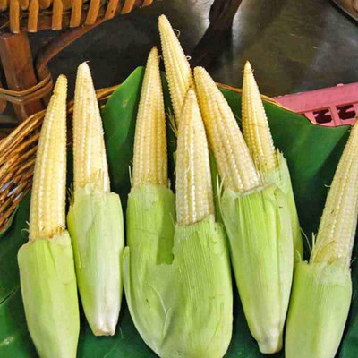 DROXTY ™ VXL-1105 Baby Spinach and F1 Hybrid Sweet Corn Seeds Seed(15 per packet)