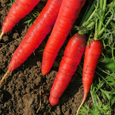 RUDAN Atomic Red Carrot Seed(200 per packet)