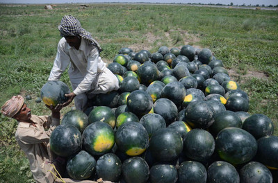 Pbevergreen Summer watermelon seeds for planting Seed(330 per packet)