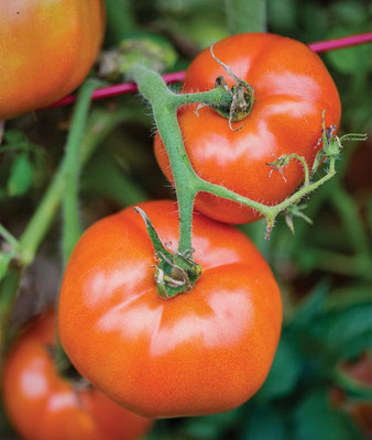 Qualtivate RES-2A Big Boy Large Slicing Red Tomato Seed(300 per packet)