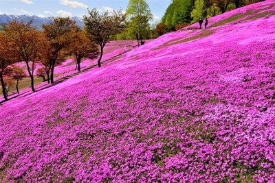 CYBEXIS PAU-96 - Wooly Creeping Thymus - (150 Seeds) Seed(150 per packet)