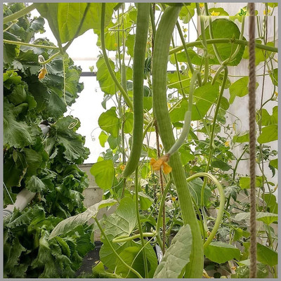 WILLVINE Kakri/Tar (Arminian Cucumber) Seeds-[2000 Seeds] Seed(2000 per packet)
