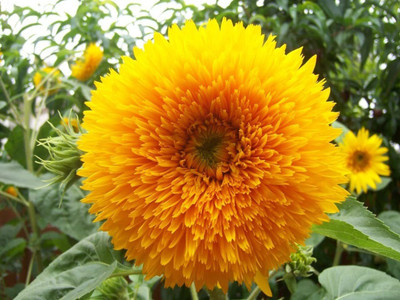 VibeX VVI-4 - Sunflower - (1350 Seeds) Seed(1350 per packet)