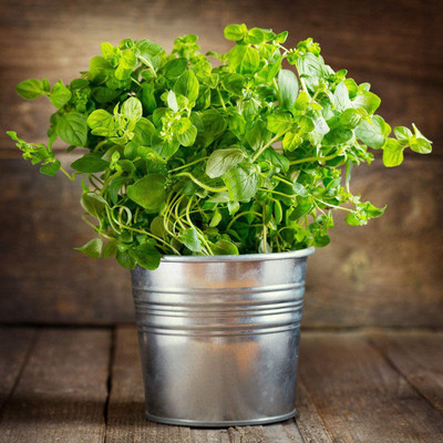 CYBEXIS XLR-74 - Italian Oregano - (1350 Seeds) Seed(1350 per packet)