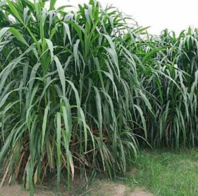 HYBRID 5kg SSG jawar animal grass seeds very testy and more milk Seed(1 per packet)