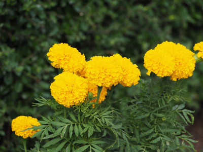 Natures Yard marigold/gende ka phool flower seeds Seed(75 per packet)