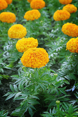 Fiat Powertrain Technologies marigold,gende ka phool seeds Seed(20 per packet)