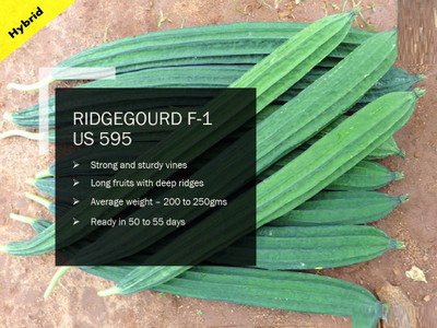 VibeX RIDGEGOURD F-1 PUAS-595 SEEDS(100 Seeds) Seed(100 per packet)