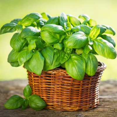 CYBEXIS NBIR-42 - Sweet Large Leaf Basil - (4500 Seeds) Seed(4500 per packet)