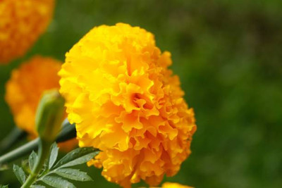 SEMPA marigold/gende ka phool flower seeds Seed(75 per packet)