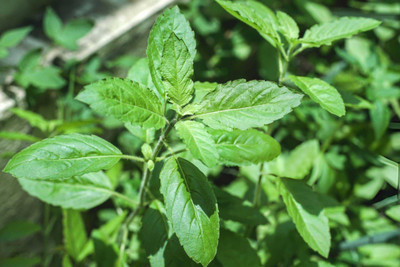 Pbevergreen Green Tulsi Seeds For Gardening Seed(122 per packet)