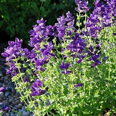 Qualtivate RES-3A Clary Sage Blue Monday Seed(100 per packet)