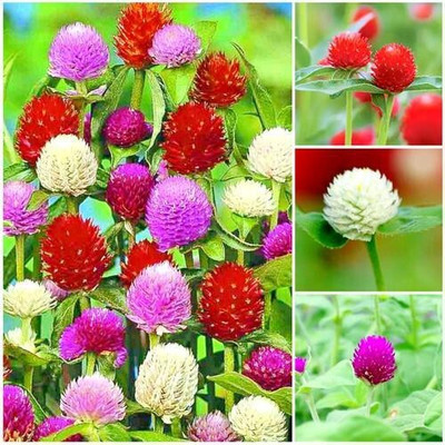 the green dotcom Gomphrena Seed(105 per packet)