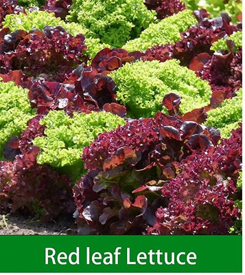 CYBEXIS Red&Green Leaf Lettuce2000 Seeds Seed(2000 per packet)