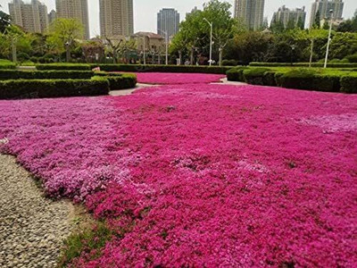 Qualtivate HUA-7A Red Creeping Thyme Seeds Seed(50 per packet)