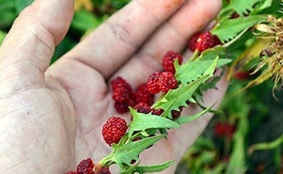CYBEXIS NBIR-25 - Strawberry Spinach Blite Giant - (2250 Seeds) Seed(2250 per packet)
