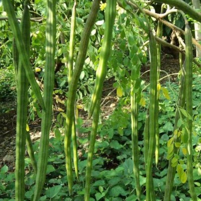 Aywal Moringa seeds Drumstick Seeds (Saijan ki Phalli,Saragavo) Hybrid Seed(30 per packet)