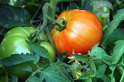 XOLDAA hybrid f1 quality tomato seeds Seed(20 per packet)