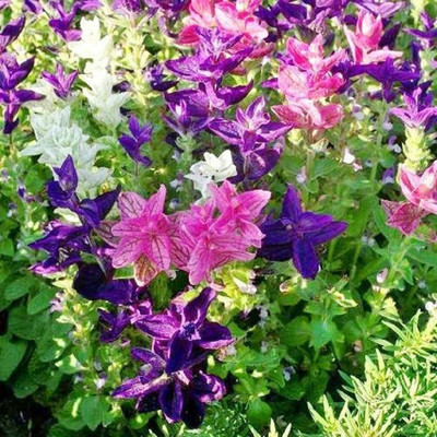 CYBEXIS GUA-83 - American Sage Clary Tricolor Mix - (1350 Seeds) Seed(1350 per packet)