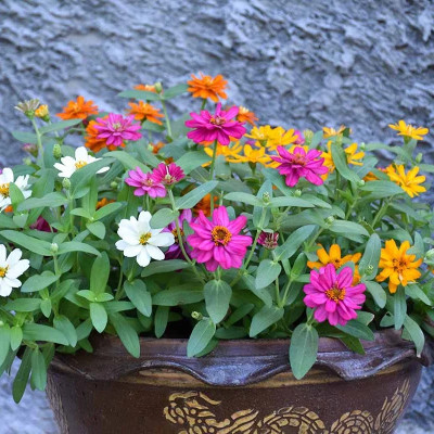 DEYS AGRO ™ zinnia flower seeds all colour jinia Seed(24 per packet)