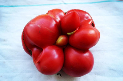 Biosnyg Organic Travel Tomato Vegetable Seeds For Planting - (1000 Seeds) Seed(1000 per packet)