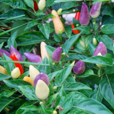 CYBEXIS Colorful Pepper Seeds Colorful Ornamental 600 Seeds Seed(600 per packet)
